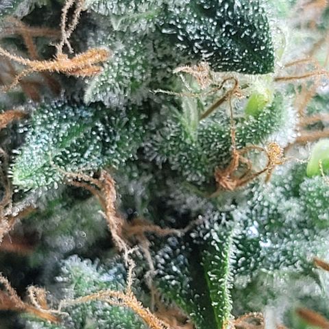 Lafanta cbd auto growlog timeline photo
