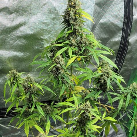 Lafanta cbd auto growlog timeline photo