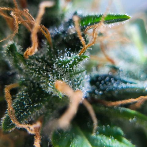 Lafanta cbd auto growlog timeline photo