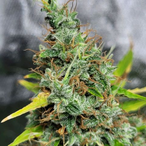 Lafanta cbd auto growlog timeline photo