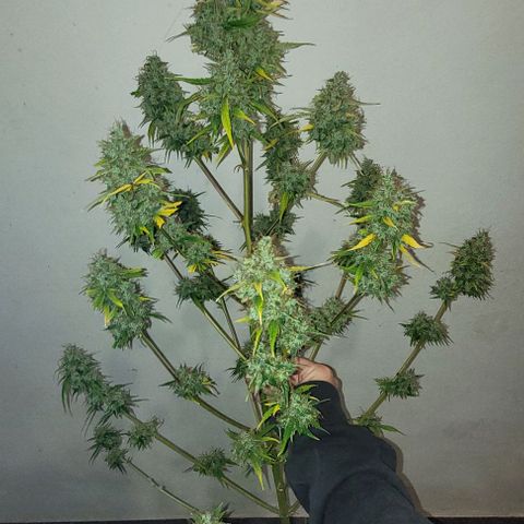 Lafanta cbd auto growlog timeline photo