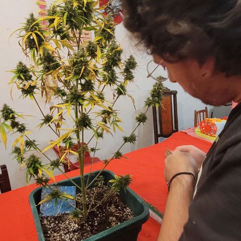 Lafanta cbd auto growlog timeline photo