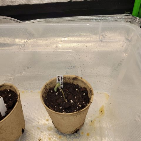 Cheese auto growlog timeline photo
