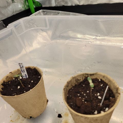 Cheese auto growlog timeline photo