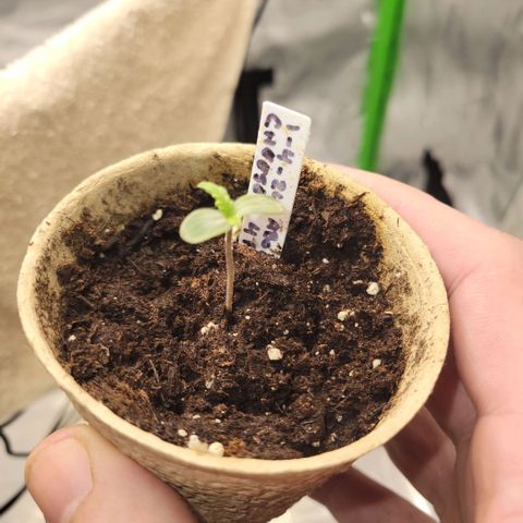 Cheese auto growlog timeline photo