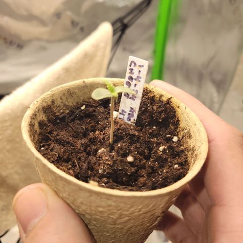 Cheese auto growlog timeline photo