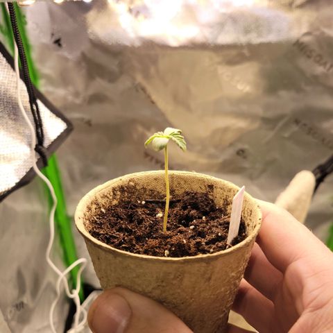 Cheese auto growlog timeline photo