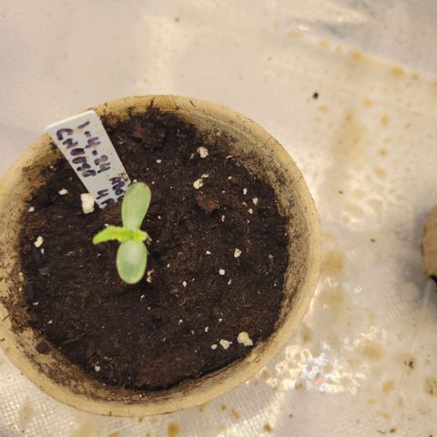 Cheese auto growlog timeline photo