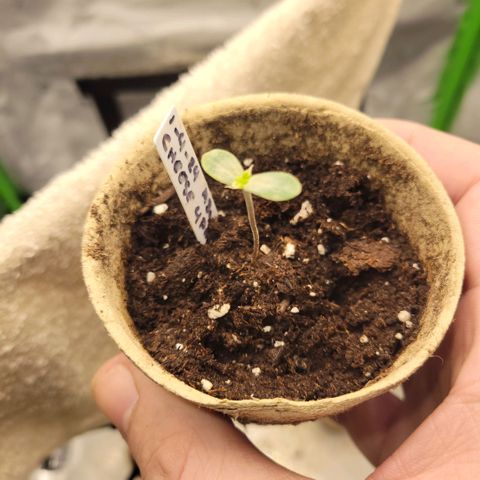 Cheese auto growlog timeline photo