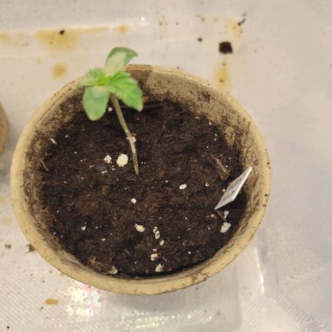 Cheese auto growlog timeline photo