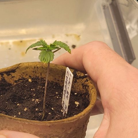 Cheese auto growlog timeline photo