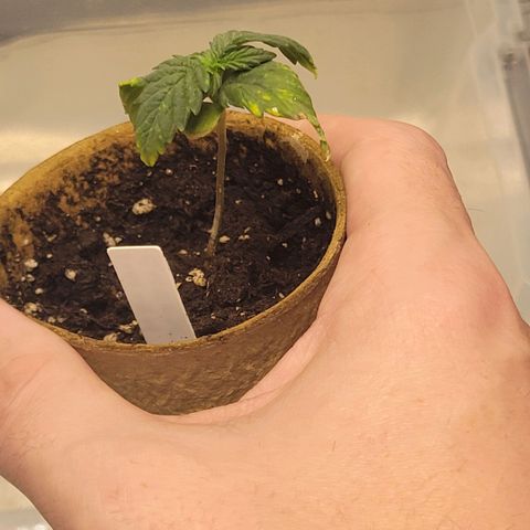 Cheese auto growlog timeline photo