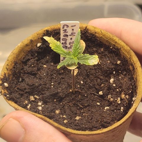Cheese auto growlog timeline photo