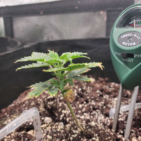 Cheese auto growlog timeline photo