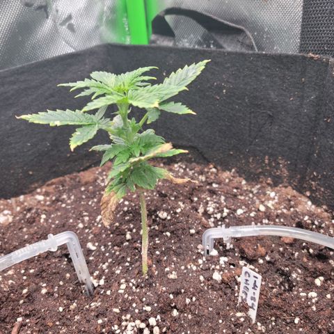 Cheese auto growlog timeline photo