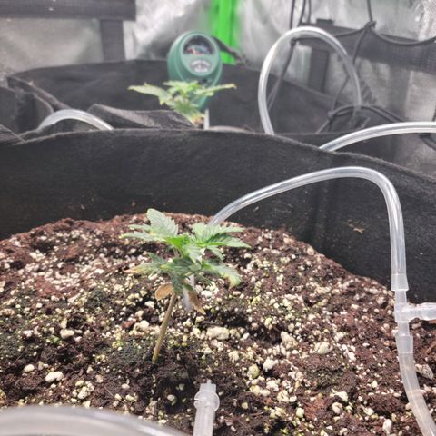 Cheese auto growlog timeline photo