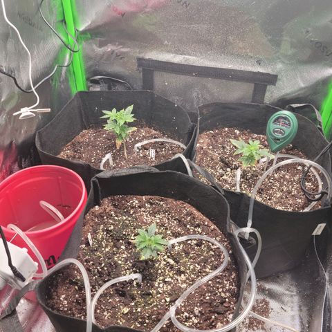 Cheese auto growlog timeline photo