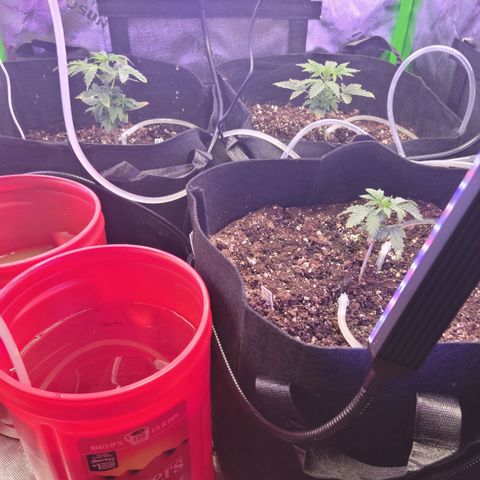 Cheese auto growlog timeline photo