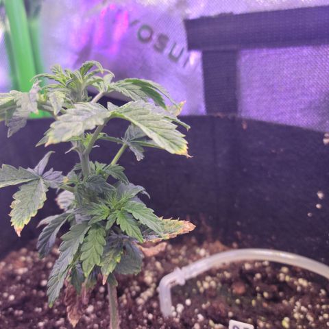 Cheese auto growlog timeline photo