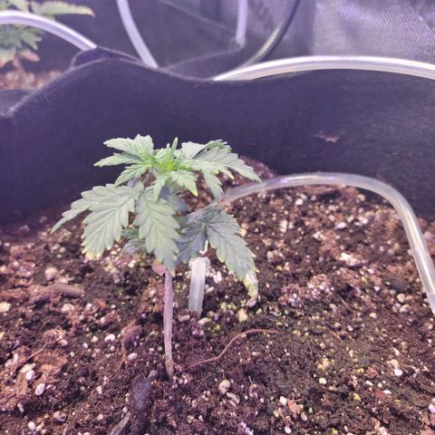 Cheese auto growlog timeline photo