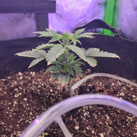 Cheese auto growlog timeline photo