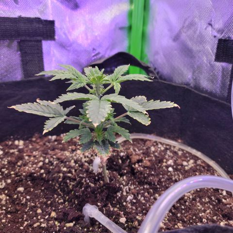 Cheese auto growlog timeline photo
