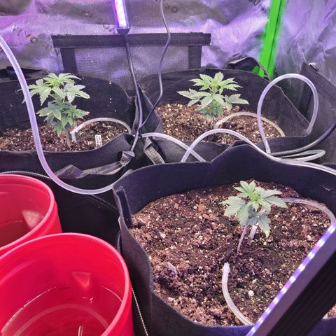 Cheese auto growlog timeline photo