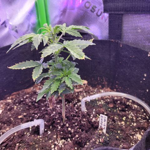 Cheese auto growlog timeline photo