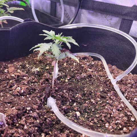 Cheese auto growlog timeline photo