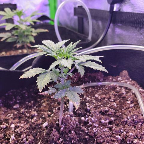 Cheese auto growlog timeline photo