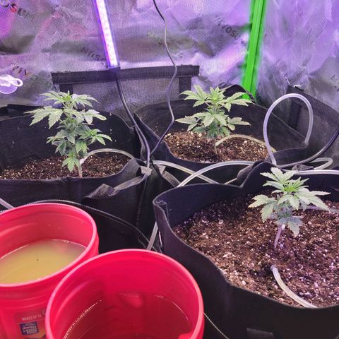 Cheese auto growlog timeline photo
