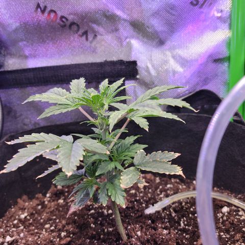 Cheese auto growlog timeline photo