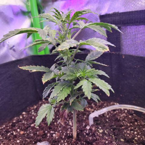 Cheese auto growlog timeline photo