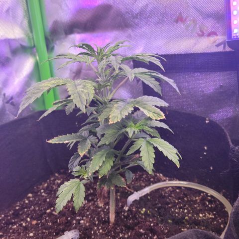 Cheese auto growlog timeline photo