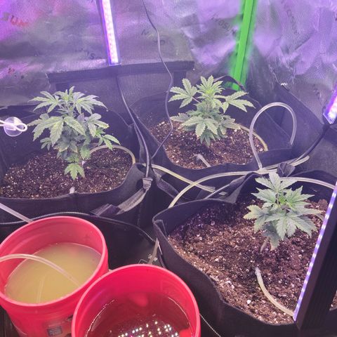 Cheese auto growlog timeline photo