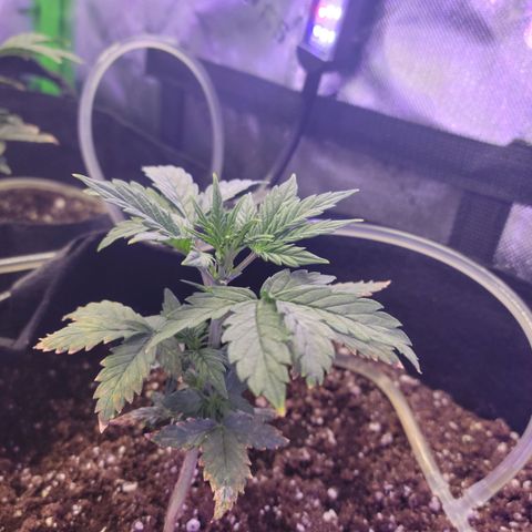 Cheese auto growlog timeline photo