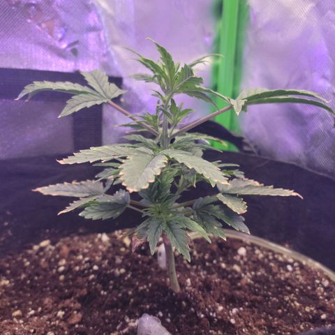 Cheese auto growlog timeline photo
