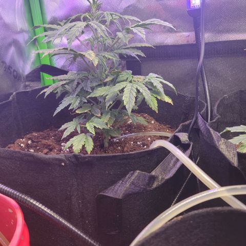 Cheese auto growlog timeline photo