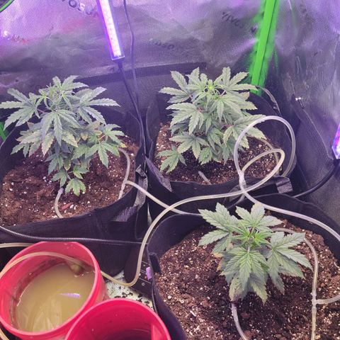 Cheese auto growlog timeline photo