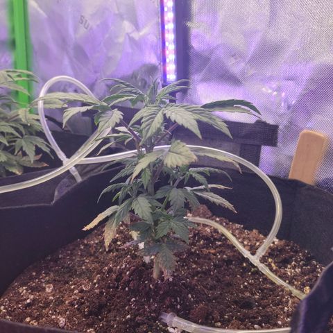 Cheese auto growlog timeline photo