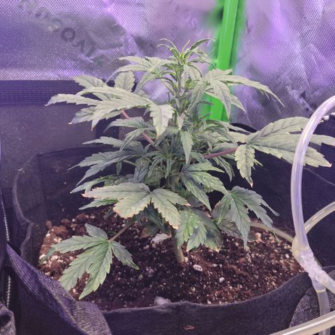Cheese auto growlog timeline photo