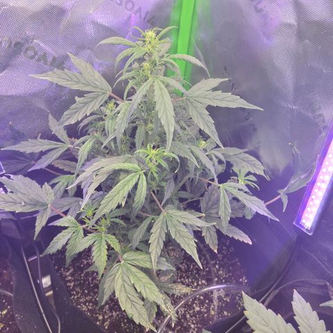 Cheese auto growlog timeline photo