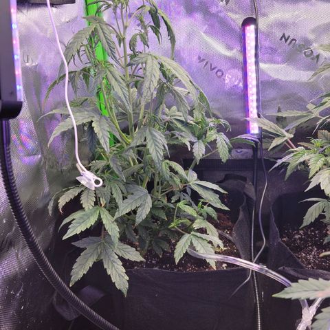 Cheese auto growlog timeline photo