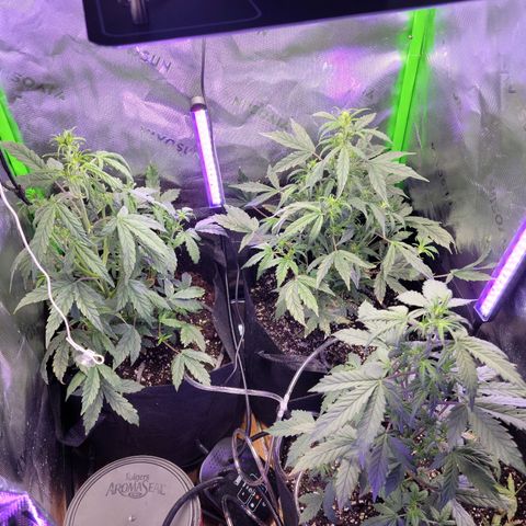 Cheese auto growlog timeline photo