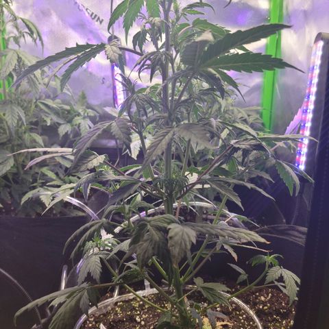 Cheese auto growlog timeline photo
