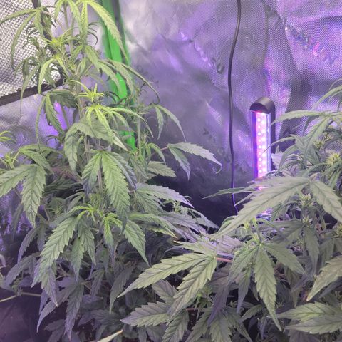 Cheese auto growlog timeline photo