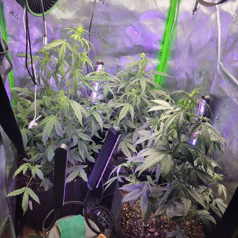 Cheese auto growlog timeline photo