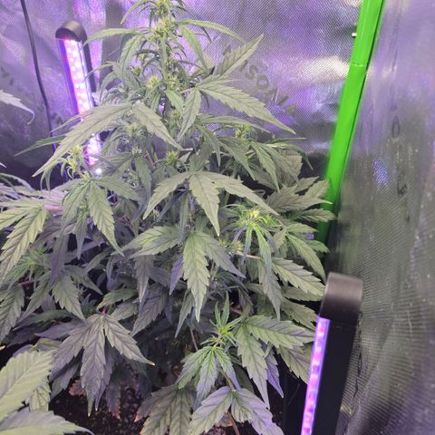 Cheese auto growlog timeline photo
