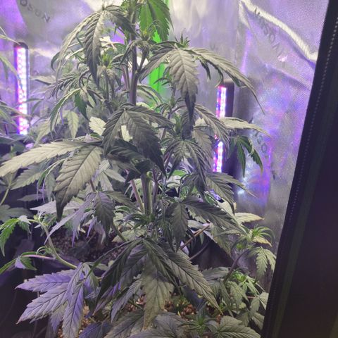Cheese auto growlog timeline photo