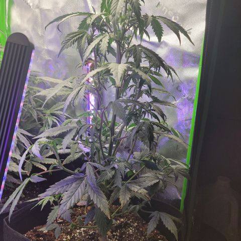 Cheese auto growlog timeline photo